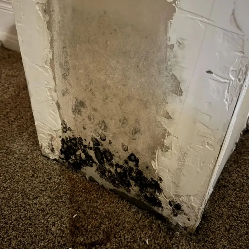 Professional Mold Removal in Grand Saline, TX